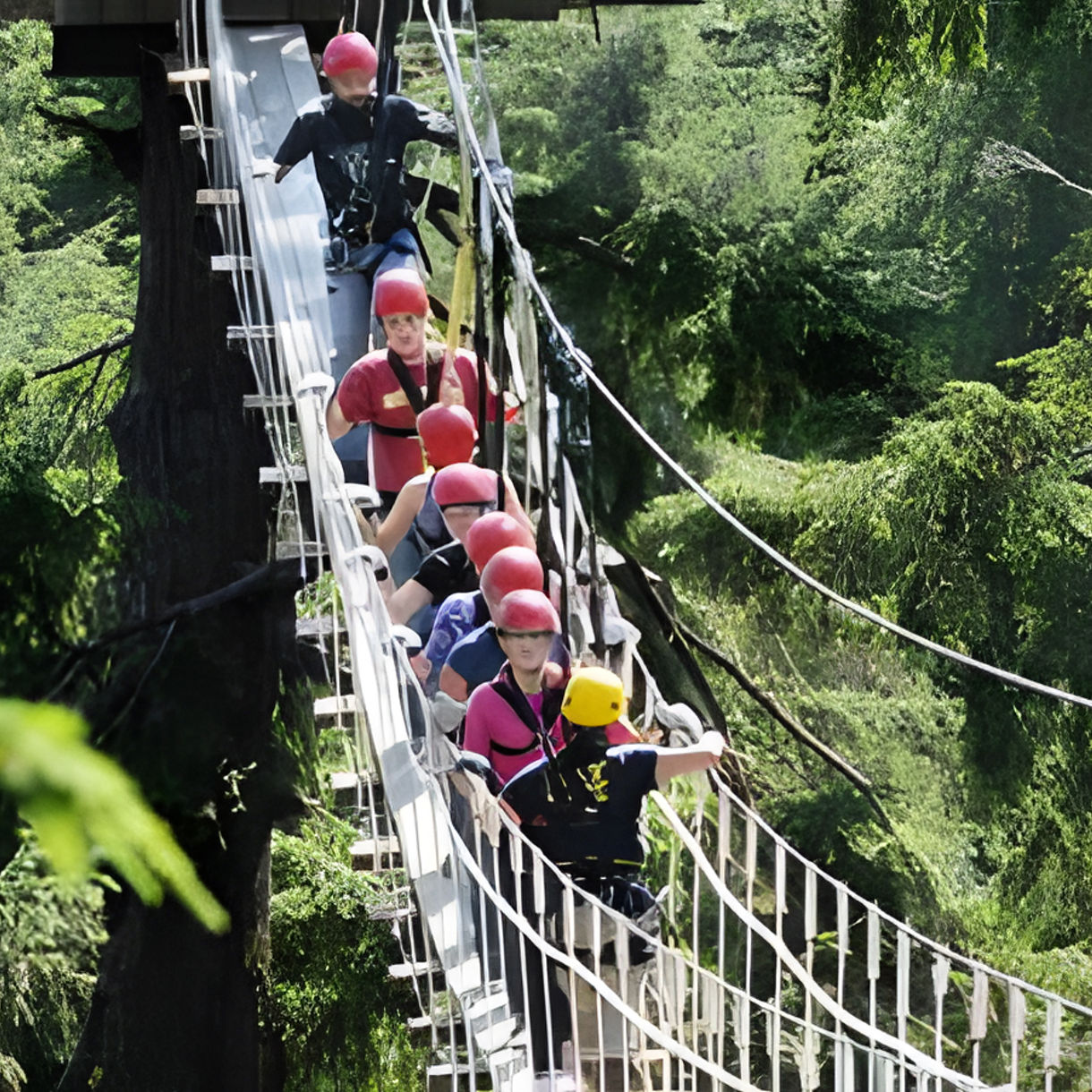 Rainforest Canopy & Zipline Adventure