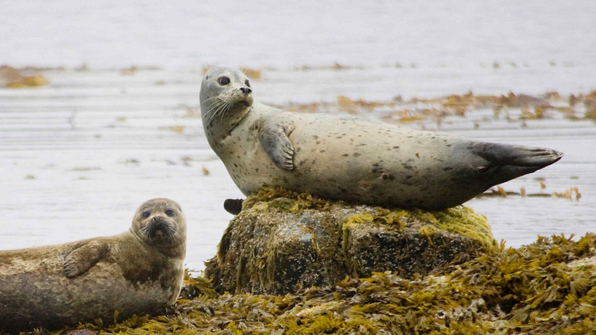 Waterfront & Wildlife Cruise