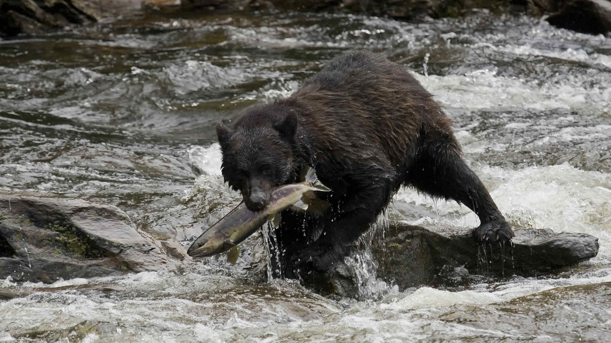 Alaska Bear Encounter by Land & Sea
