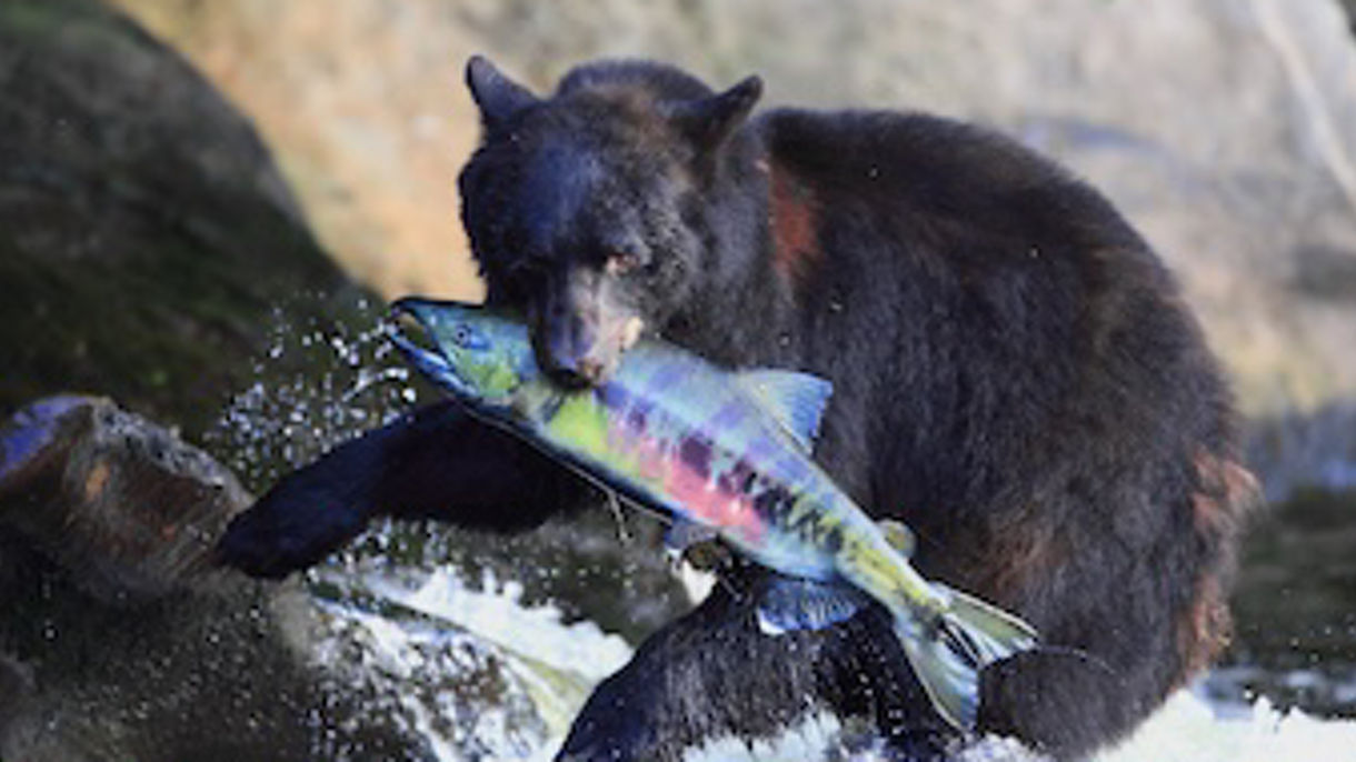 Alaska Bear Adventure & Flight