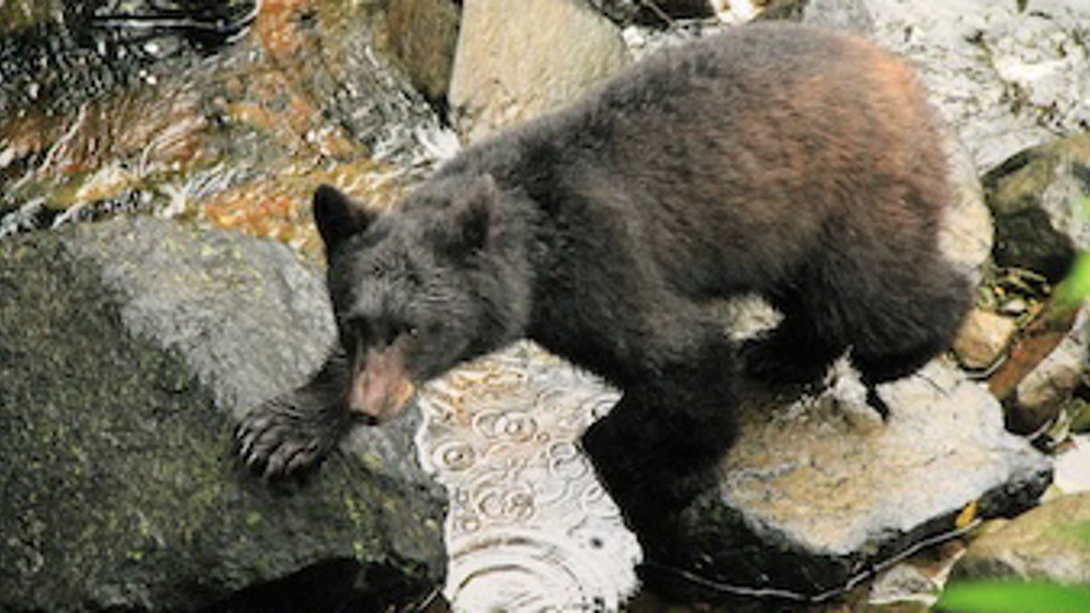 Black Bear, Wildlife & Nature Walk