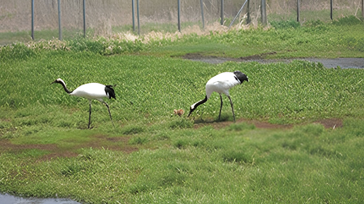 Kushiro Crane Reserve & Fish Market