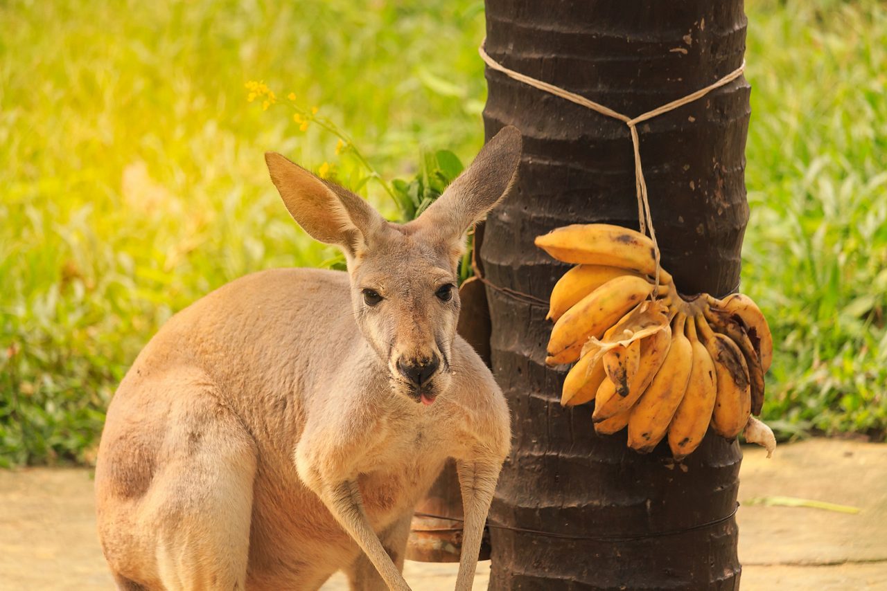 Kangaroo standing beside a palm tree with a bunch of ripe yellow bananas tied to the trunk.