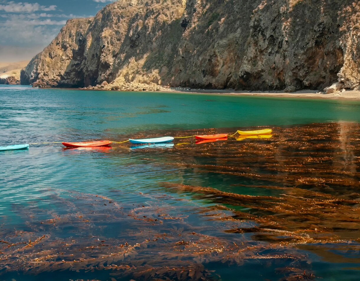 Colorful kayaks floating on turquoise water above dense strands of golden kelp, backed by rugged cliffs and a quiet sandy cove.