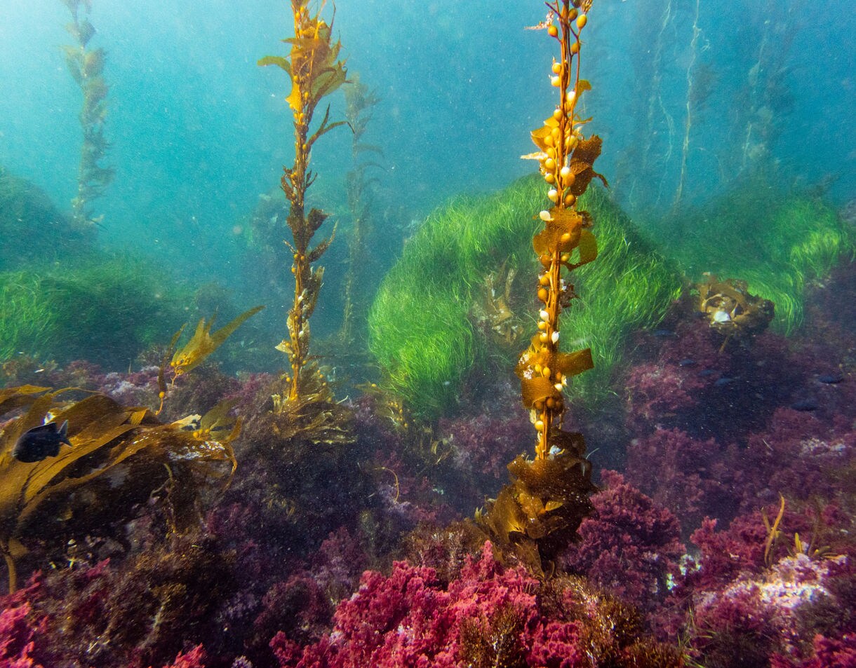 Underwater view of a kelp forest with tall golden kelp strands rising from purple and green algae-covered rocks in clear blue water.
