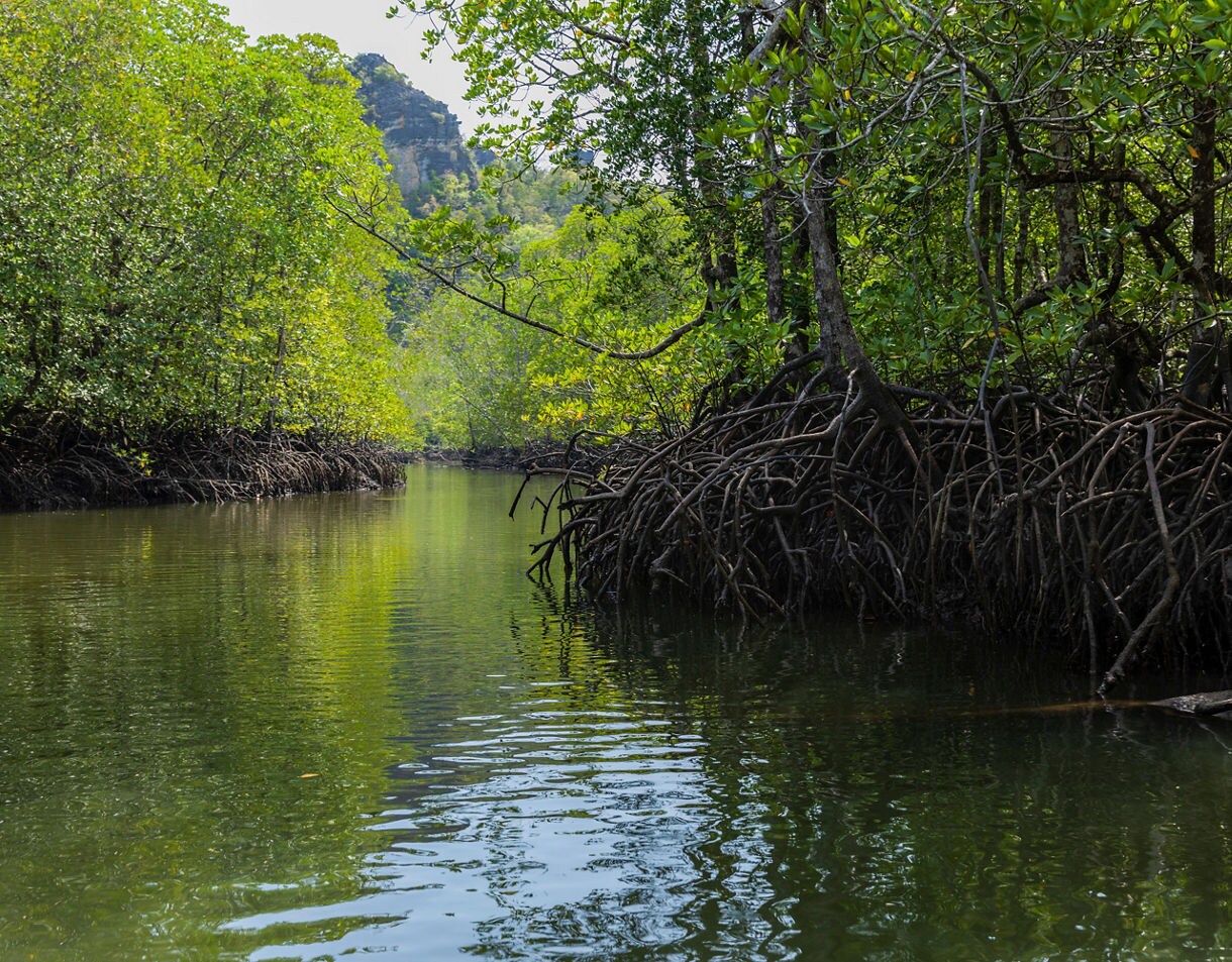 Narrow waterway lined with dense mangrove trees and exposed roots, reflecting green foliage under soft daylight.