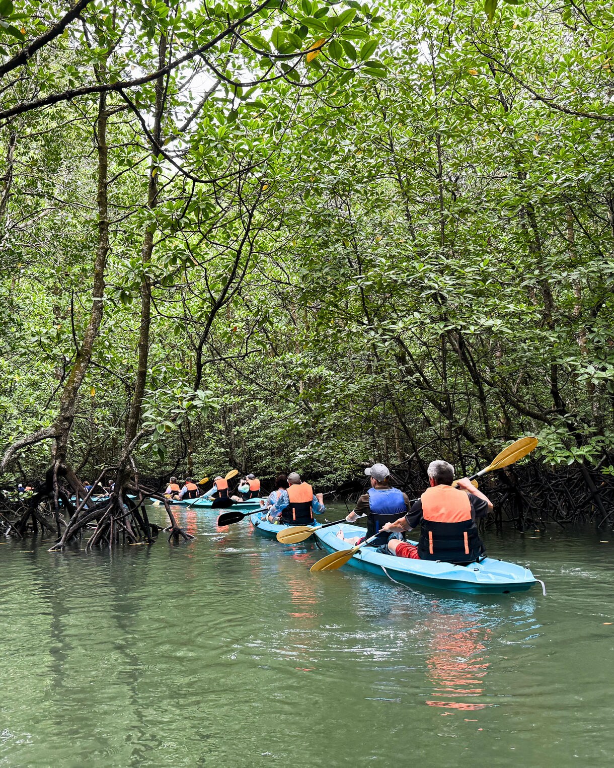 Group of kayakers wearing orange life vests paddling through dense mangrove trees in calm green water at Kilim Karst Geoforest Park.
