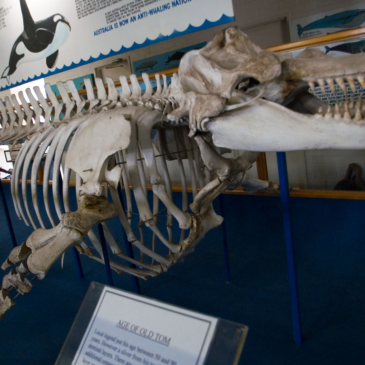 Skeletal remains of a killer whale on display inside the Eden Killer Whale Museum, mounted on blue stands with informational panels and whale illustrations in the background.