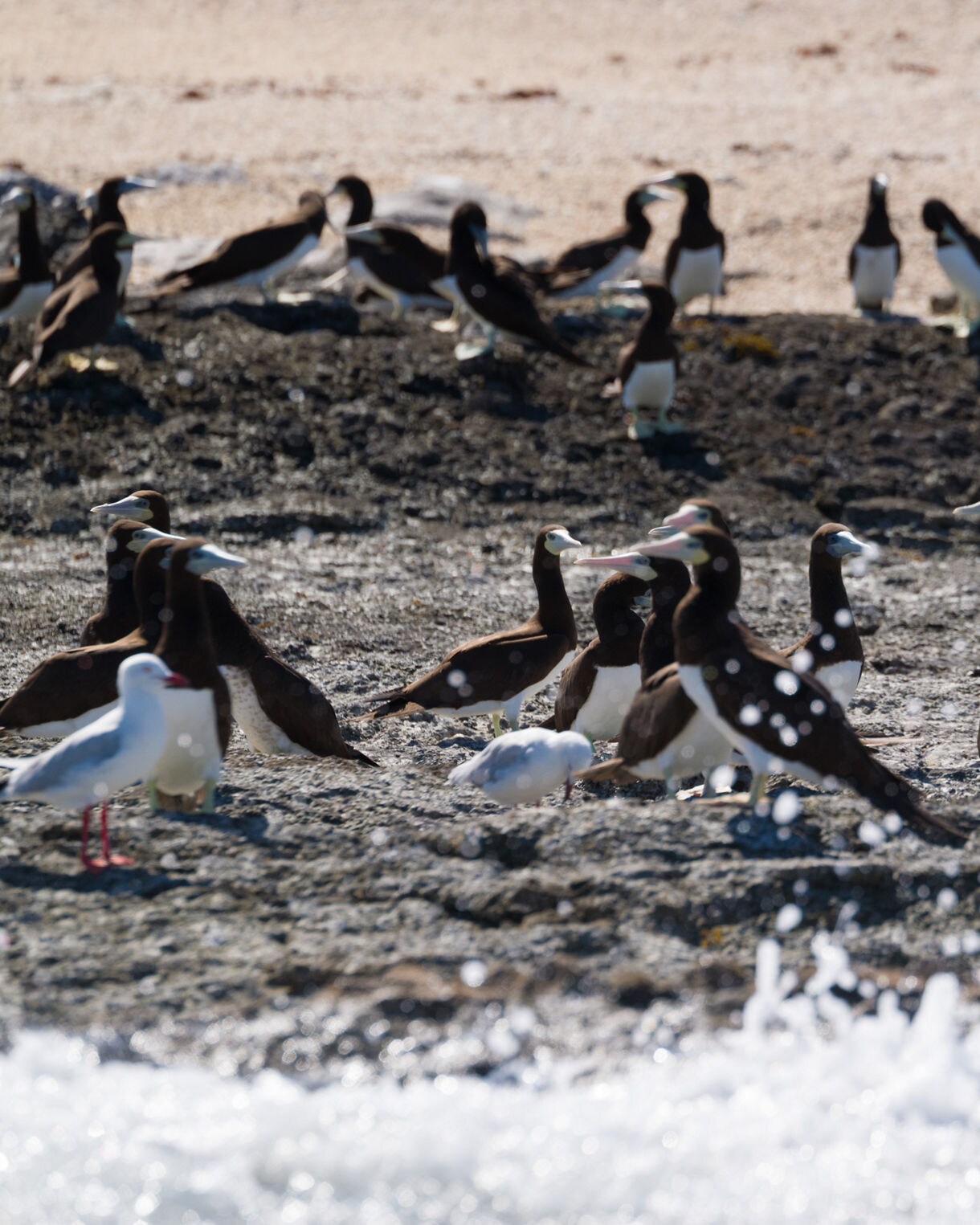 A large group of seabirds standing on a rocky shoreline, with dark brown-and-white birds mixed among smaller white gulls and gentle waves splashing in the foreground.