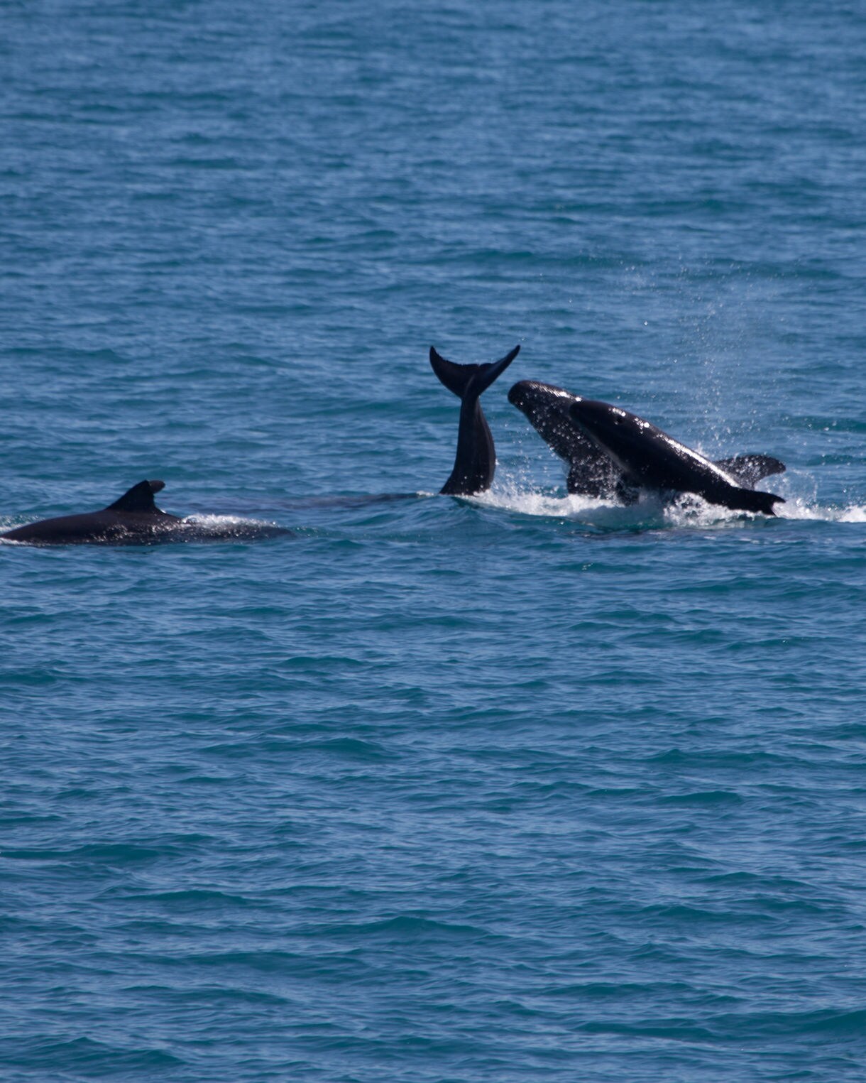 A small group of dark-colored marine mammals swimming close together in turquoise water, with one animal lifting its tail and another splashing near the surface.