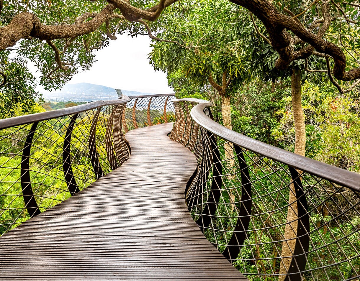 Curved wooden walkway with mesh railings elevated above lush green trees.
