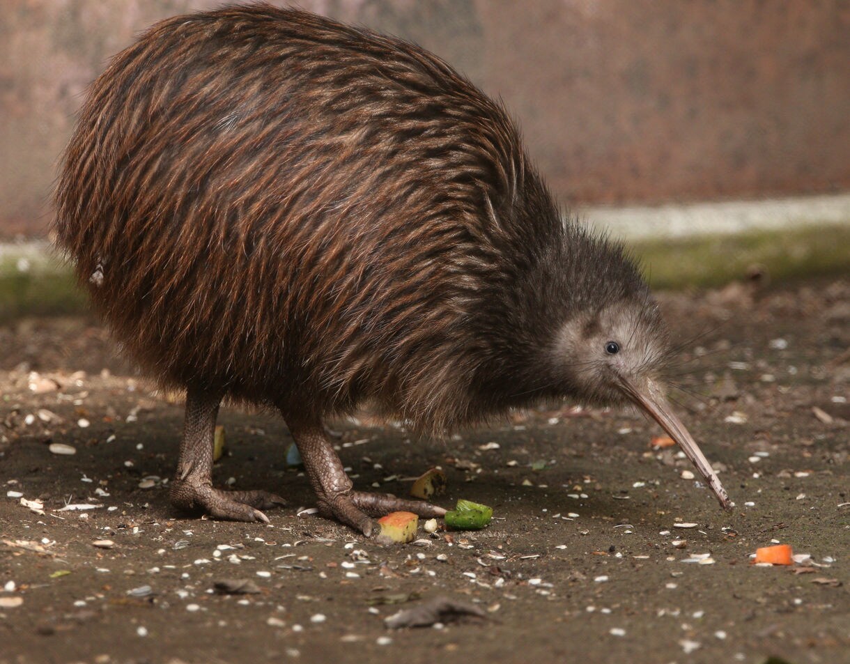 Brown kiwi bird with a long beak searching for food on the ground.