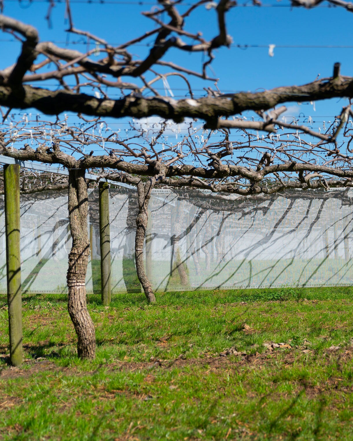 Bare kiwifruit vines trained along wooden posts above a grassy orchard, with sunlight casting branch shadows on netting below.