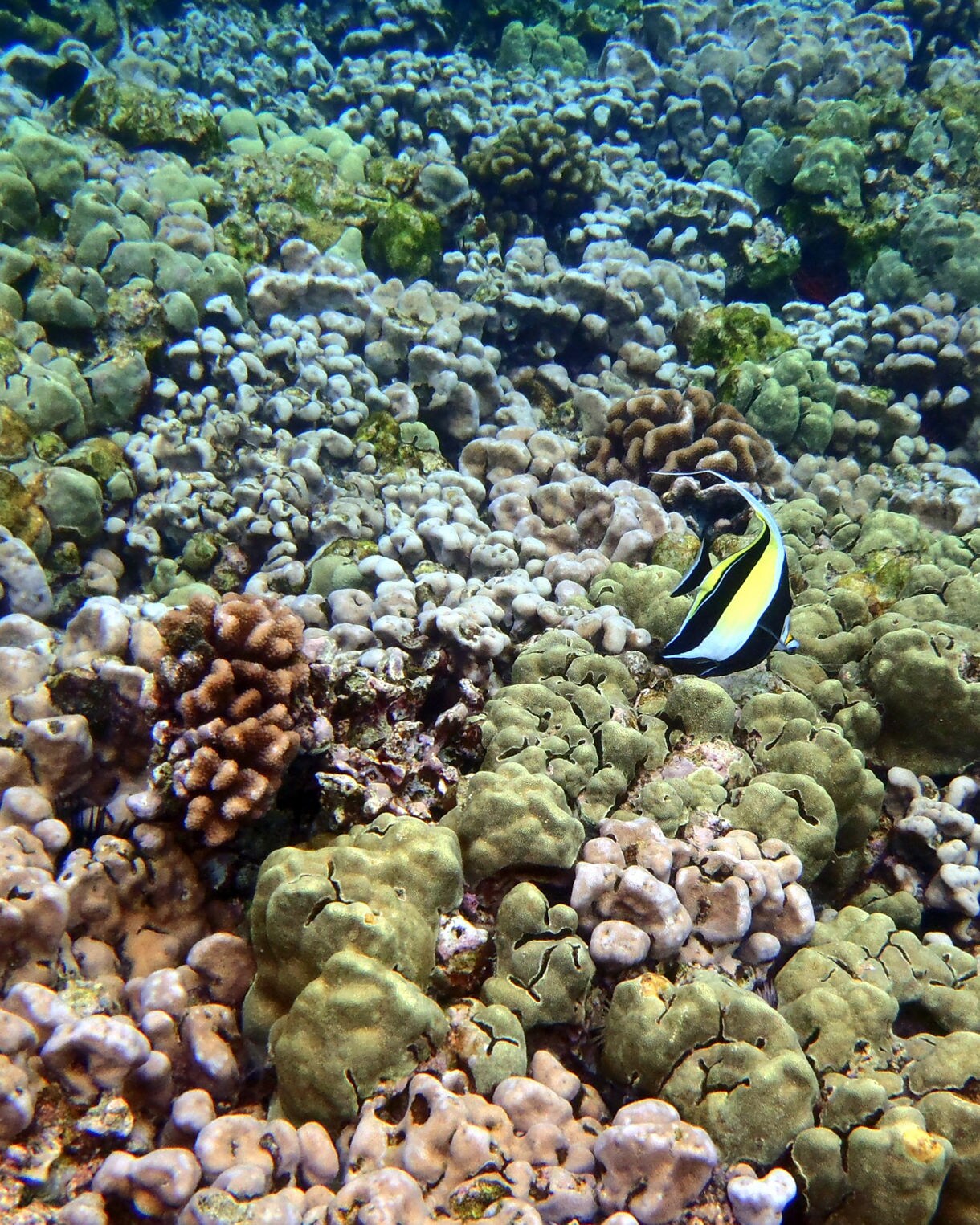 Close-up view of colorful coral reef in Kona with a black, white and yellow tropical fish swimming near the center.