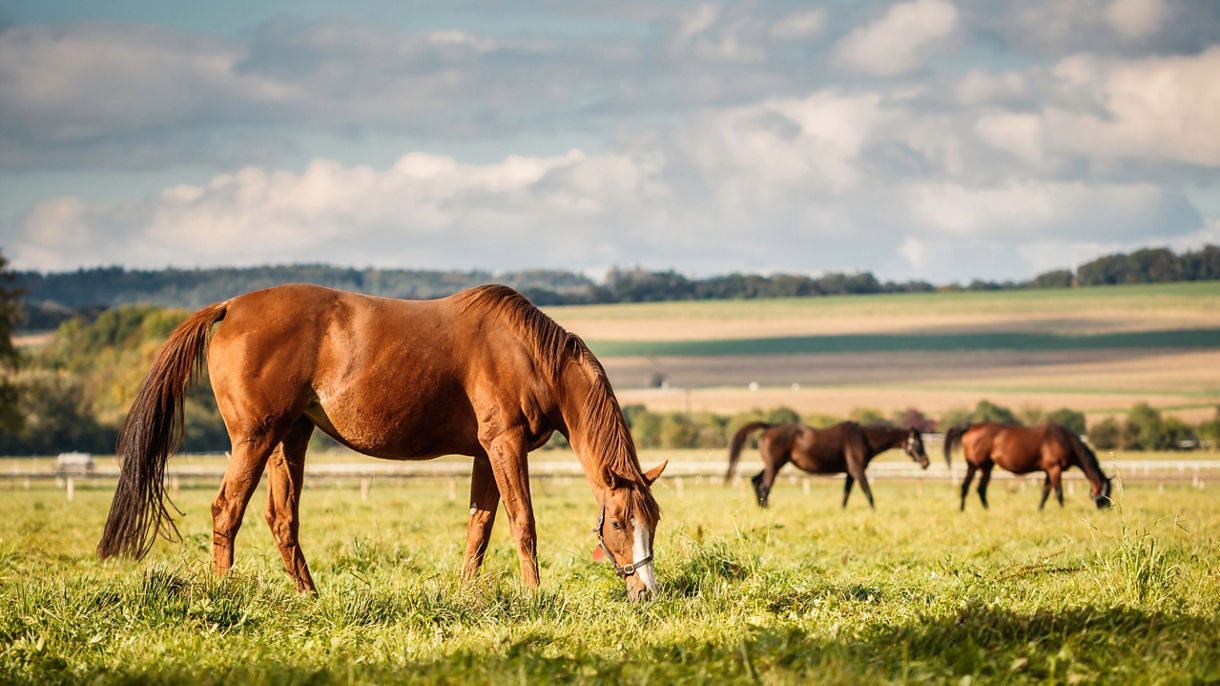 La Paz Horseback Riding Adventure & Ranch