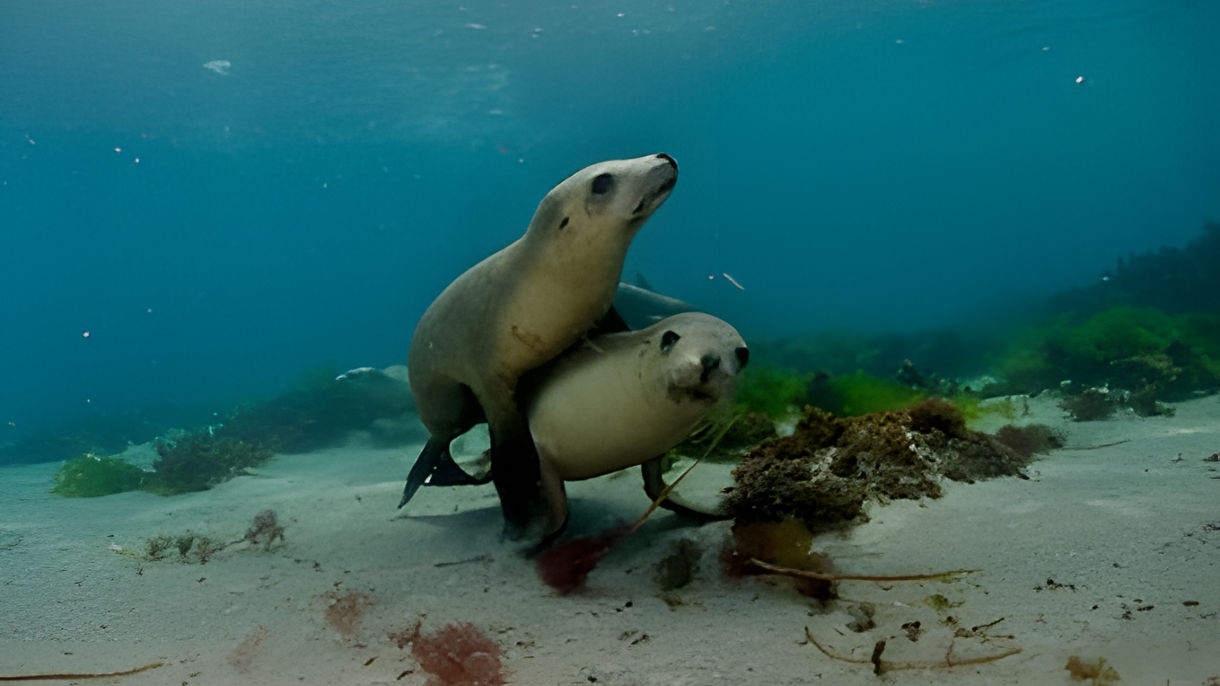 Snorkeling with Sea Lions