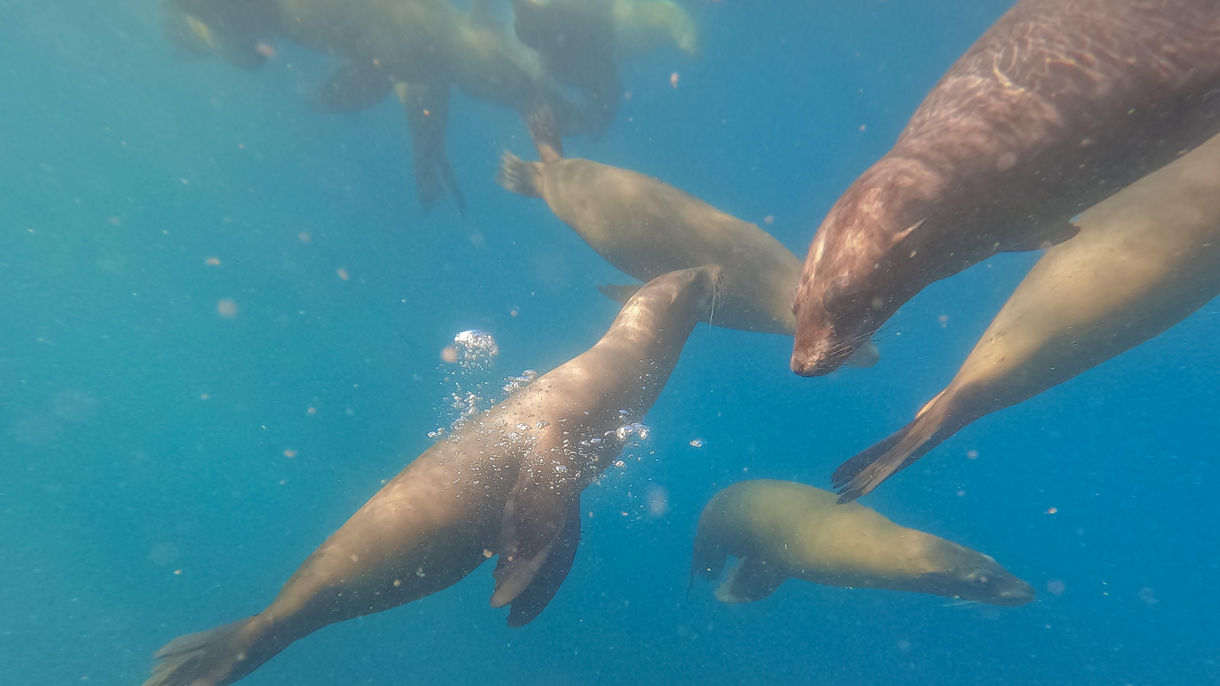Snorkeling with Sea Lions