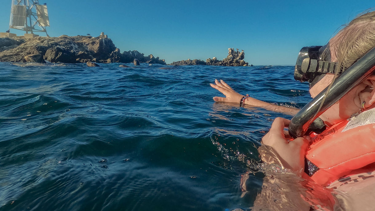 Snorkeling with Sea Lions