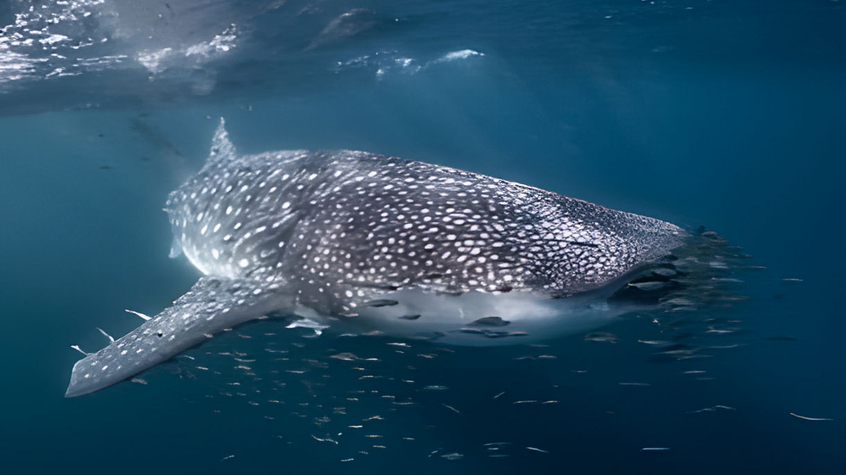 Whale Shark Encounter