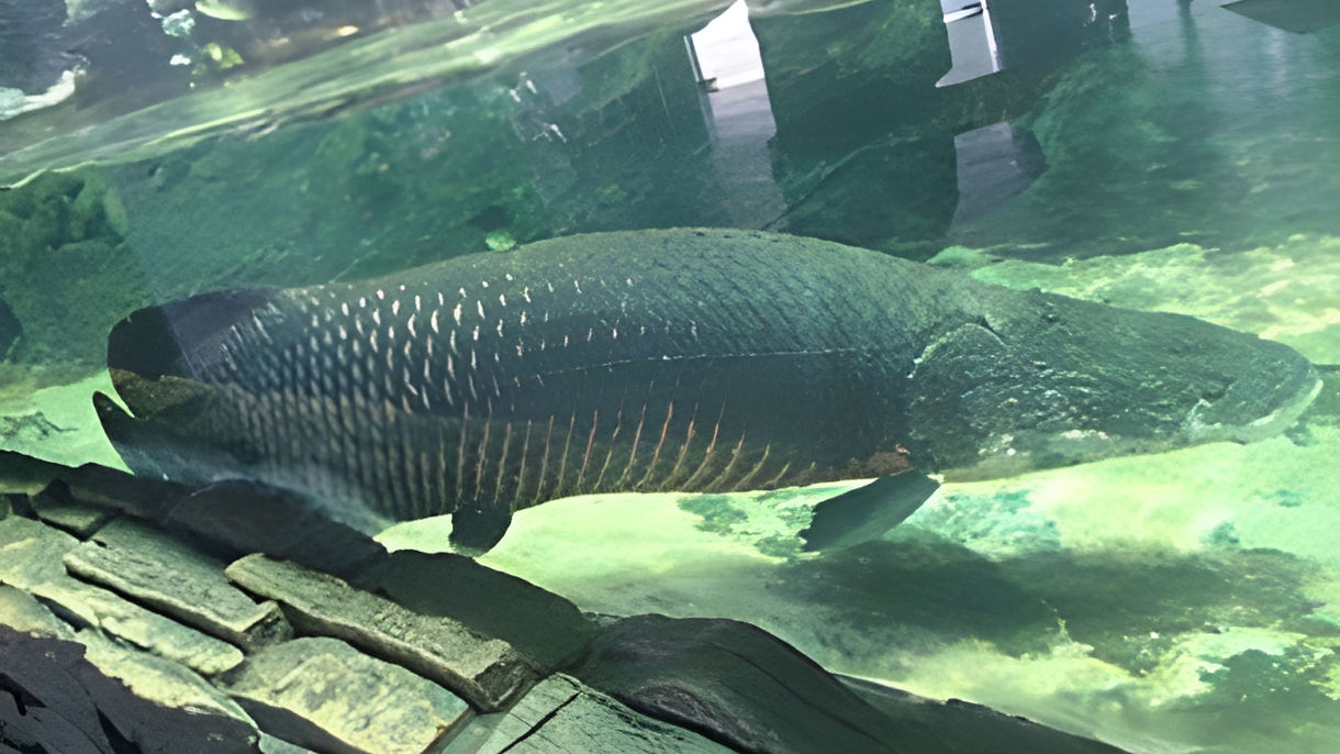 Underwater World, Mahsuri Tomb & Eagle Square