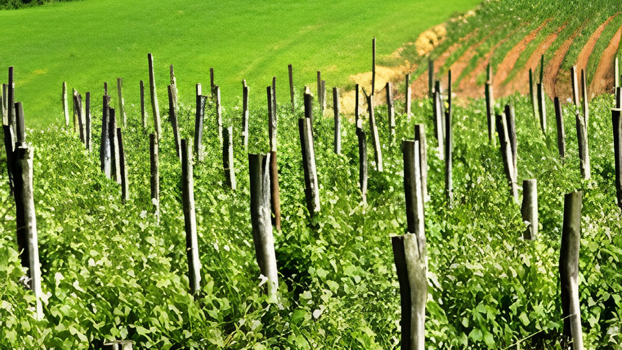 TUSCAN COUNTRYSIDE & WINE TASTING