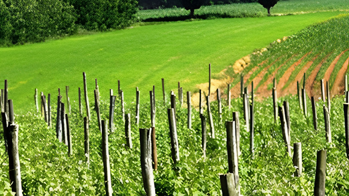 Florence, The Chianti Region & Wine Tasting