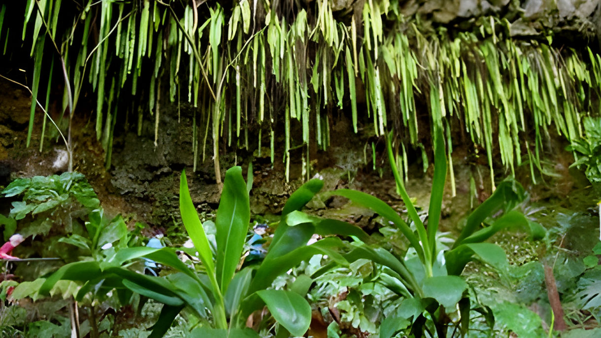 Wailua River Cruise & Fern Grotto