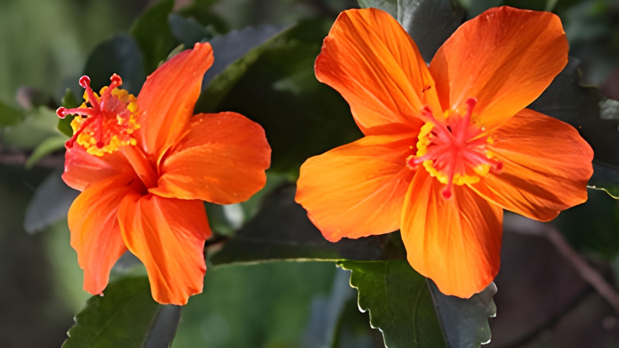 Jewels of Hawaii: Allerton & McBryde Tropical Gardens & Waterfall