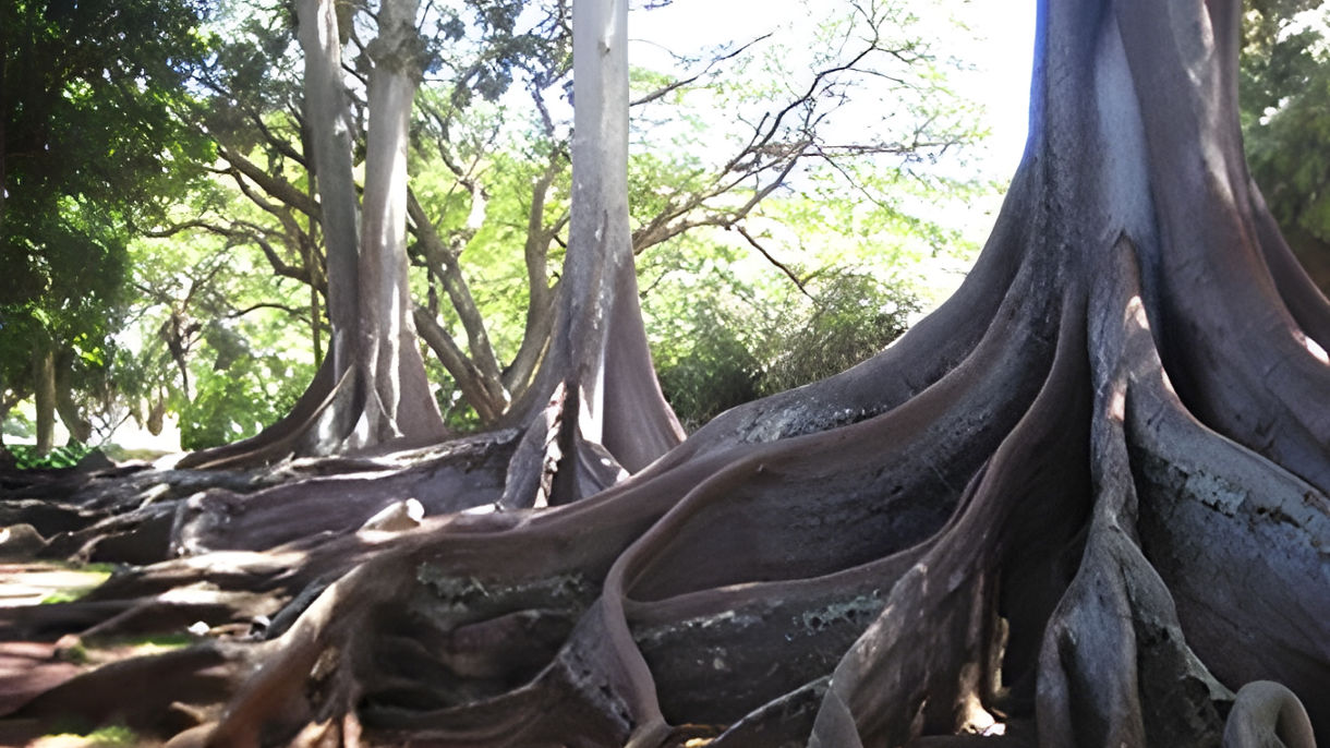 Jewels of Hawaii: Allerton & McBryde Tropical Gardens & Waterfall