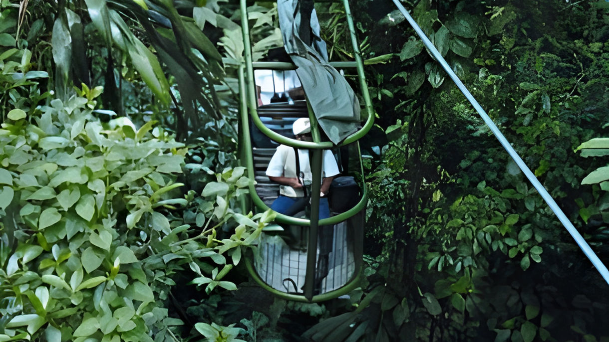 Original Rainforest Aerial Tram, Nature Walk & Lunch