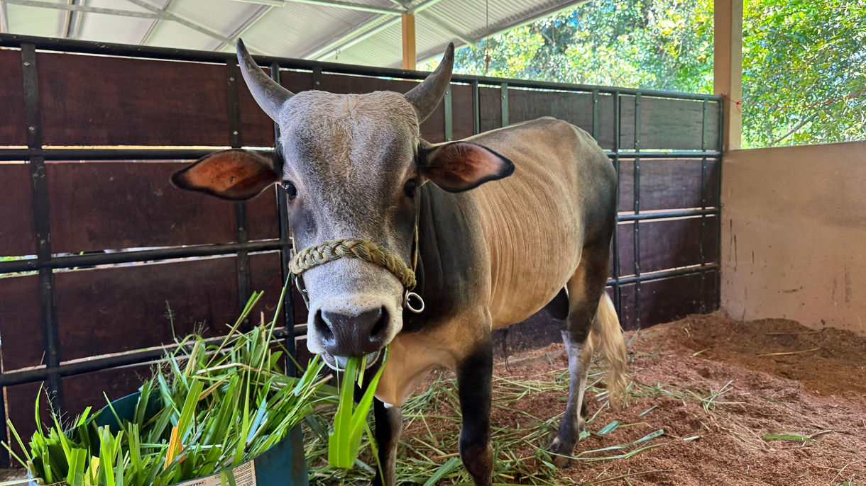 Crops, Flavors & Traditions of Costa Rica