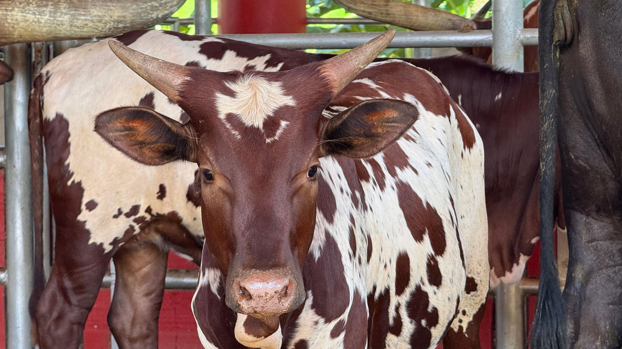 Crops, Flavors & Traditions of Costa Rica