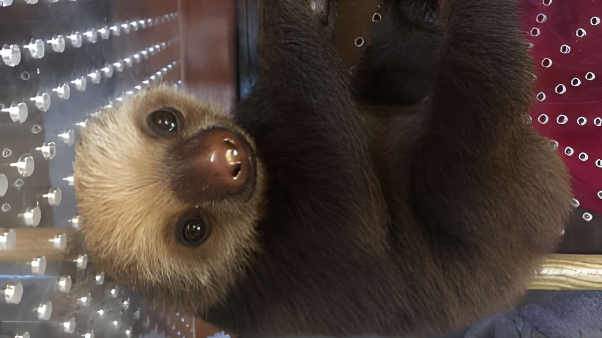 Meet the Sloths: Behind the Scenes