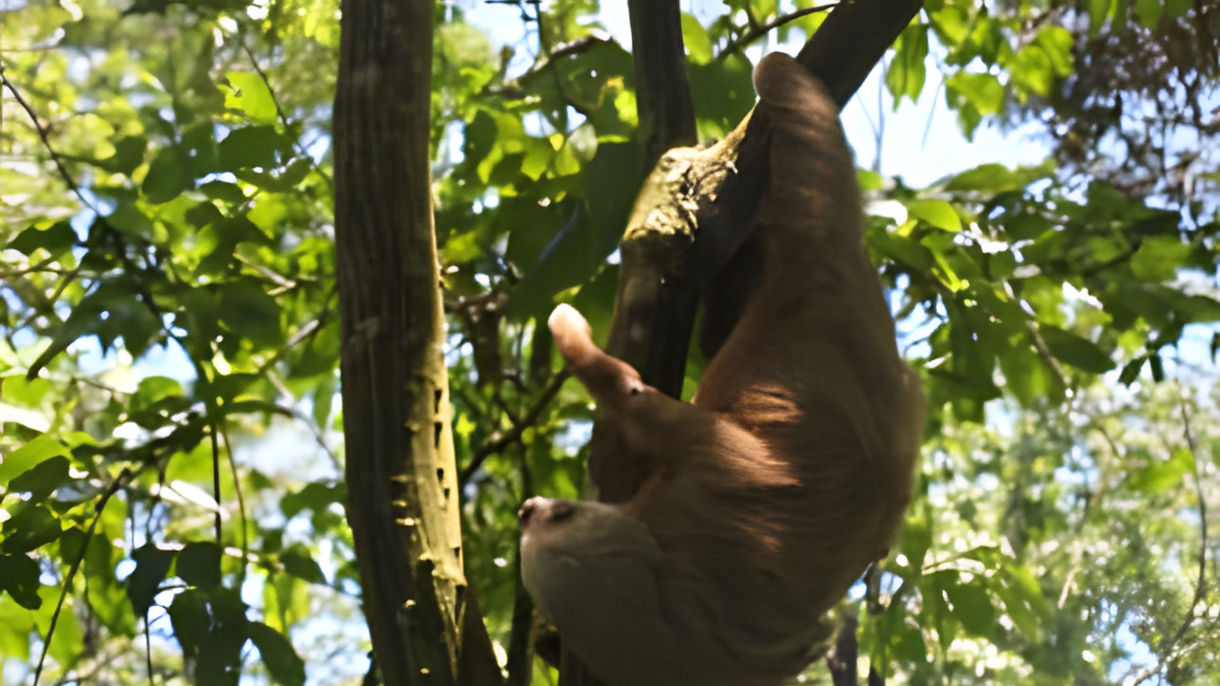 Meet the Sloths: Behind the Scenes