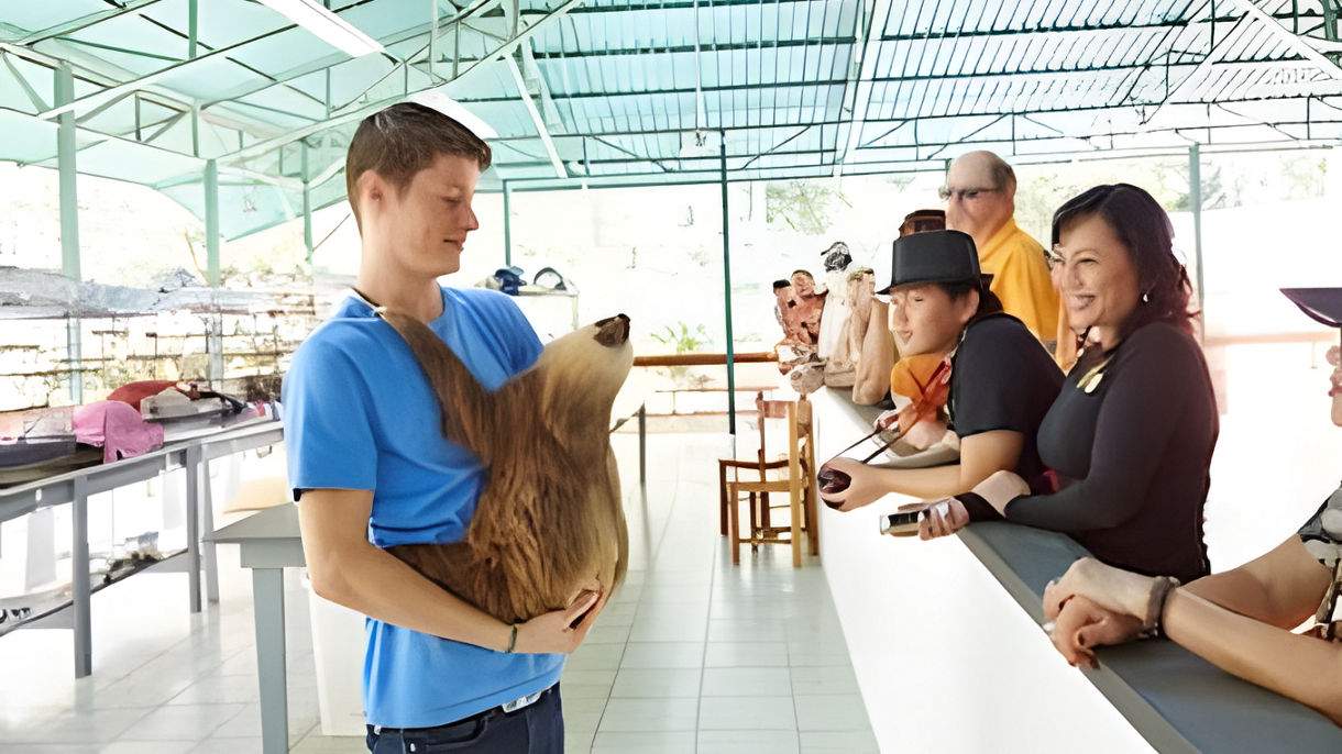 Meet the Sloths