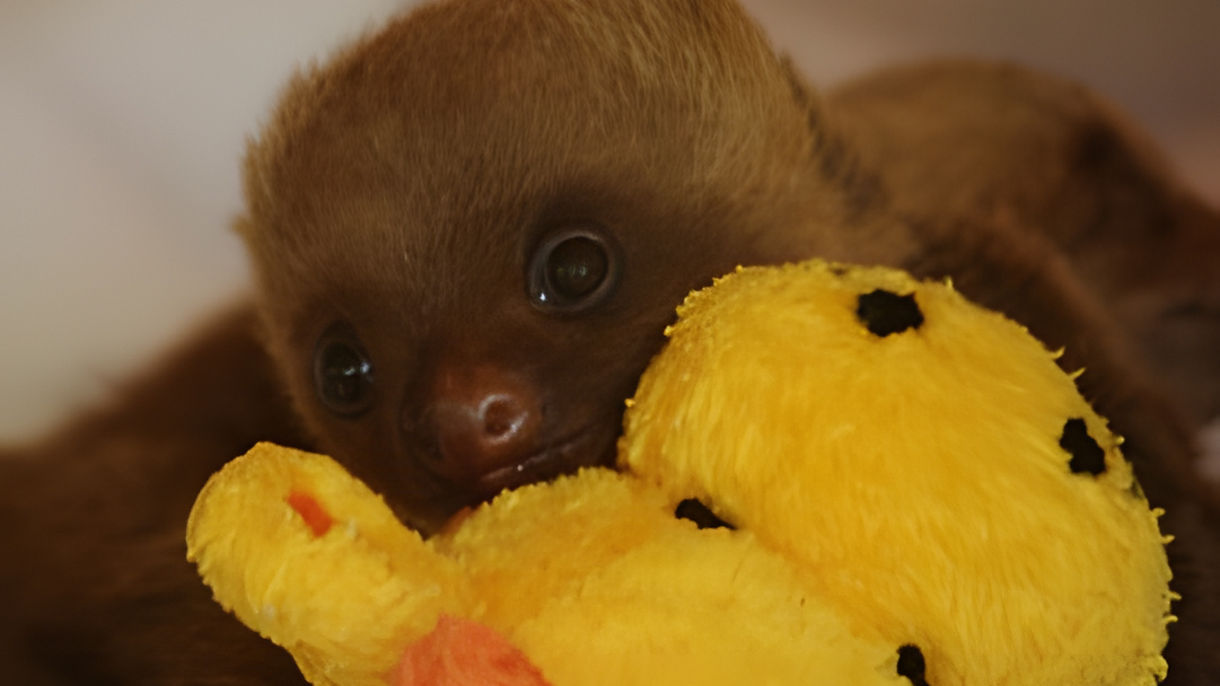 Meet the Sloths