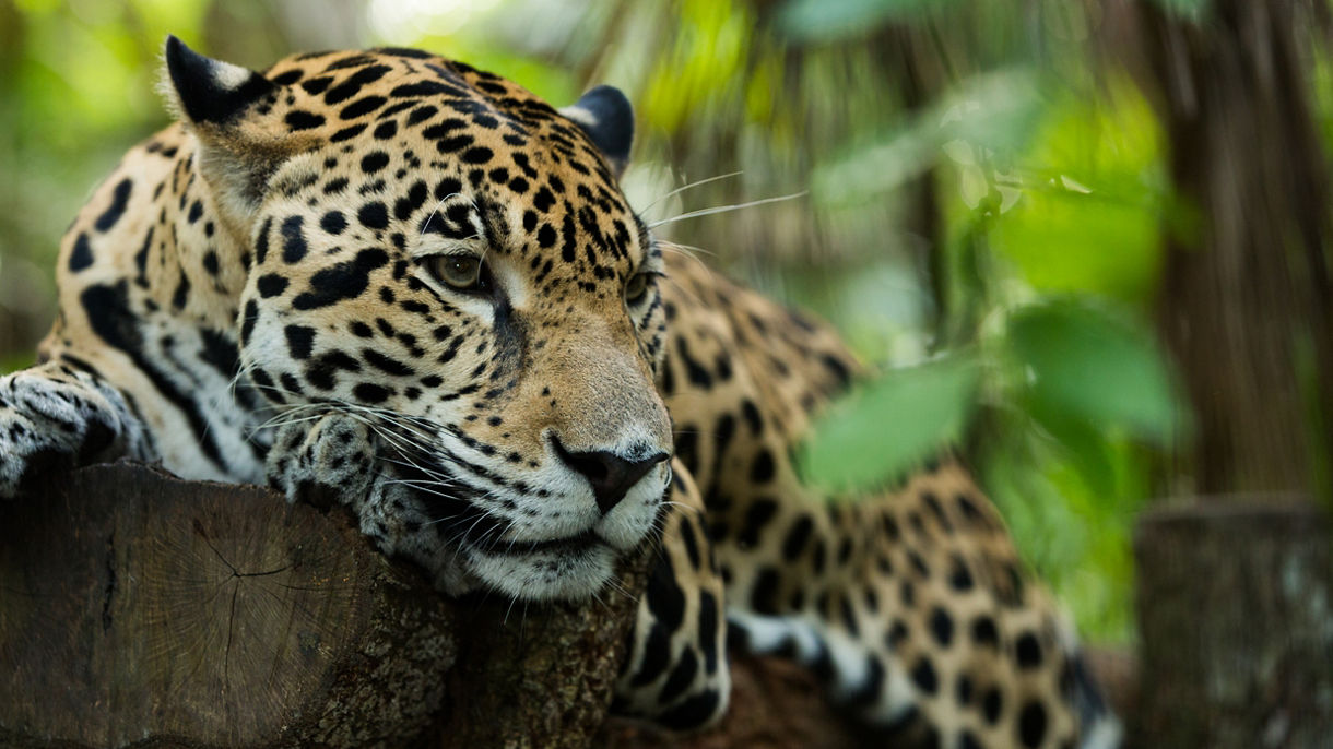 Local Connections: Wildlife Rescue Center & Guided Jungle Walk