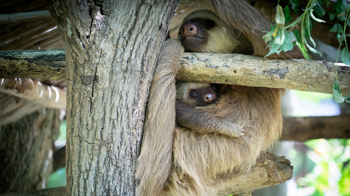 Local Connections: Wildlife Rescue Center & Guided Jungle Walk