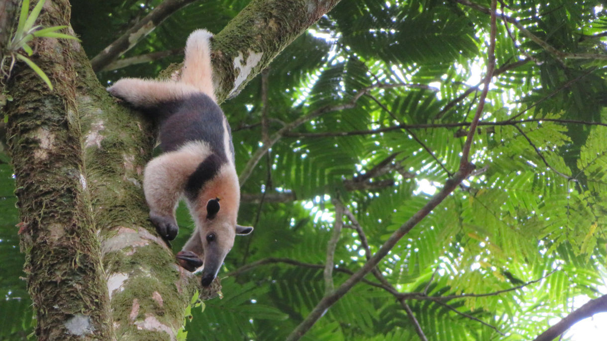 Local Connections: Wildlife Rescue Center & Guided Jungle Walk