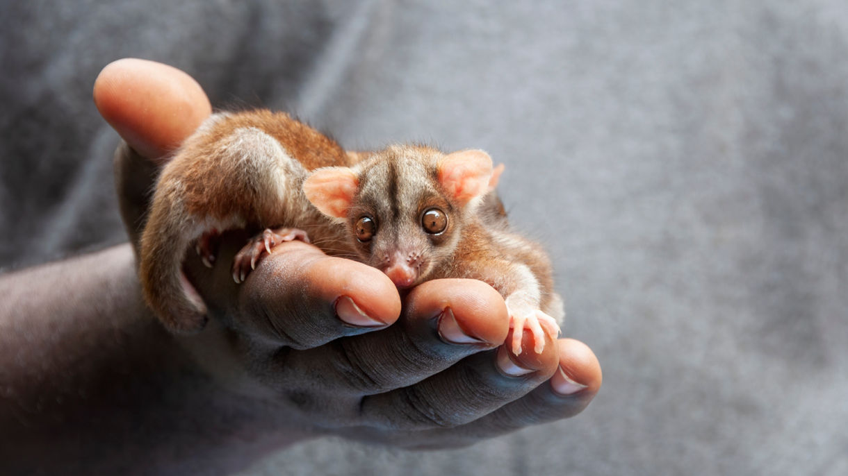 Local Connections: Wildlife Rescue Center & Guided Jungle Walk