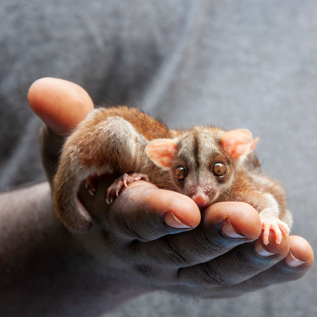Local Connections: Wildlife Rescue Center & Guided Jungle Walk