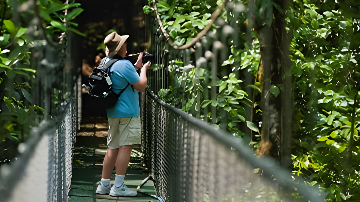 Rainforest Sky Walk