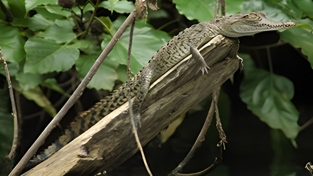 Tortuguero Canals Cruise