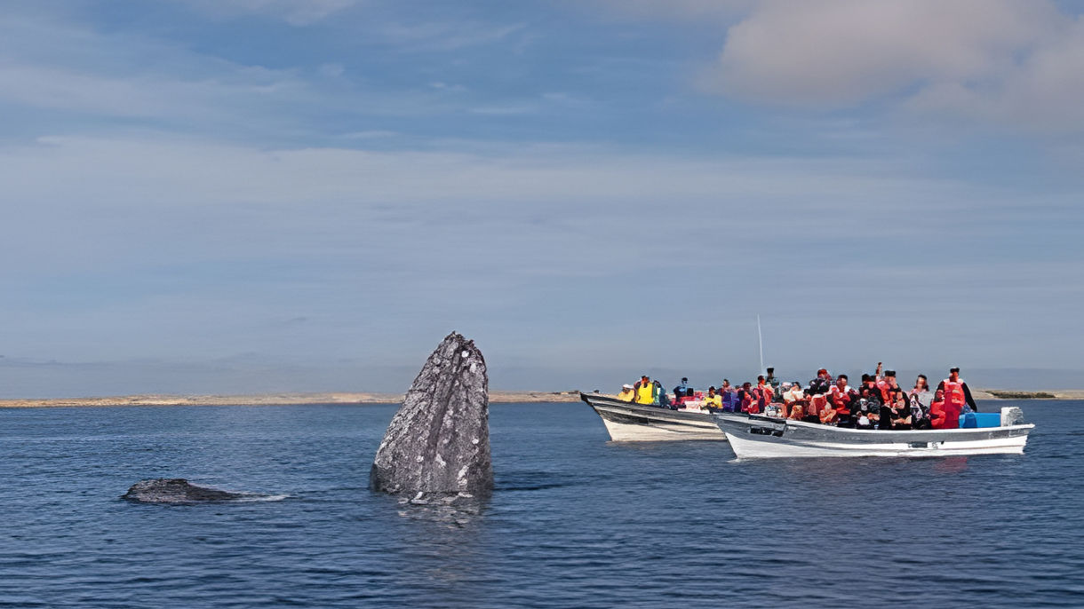 Magdalena Bay Whale-Watching Adventure
