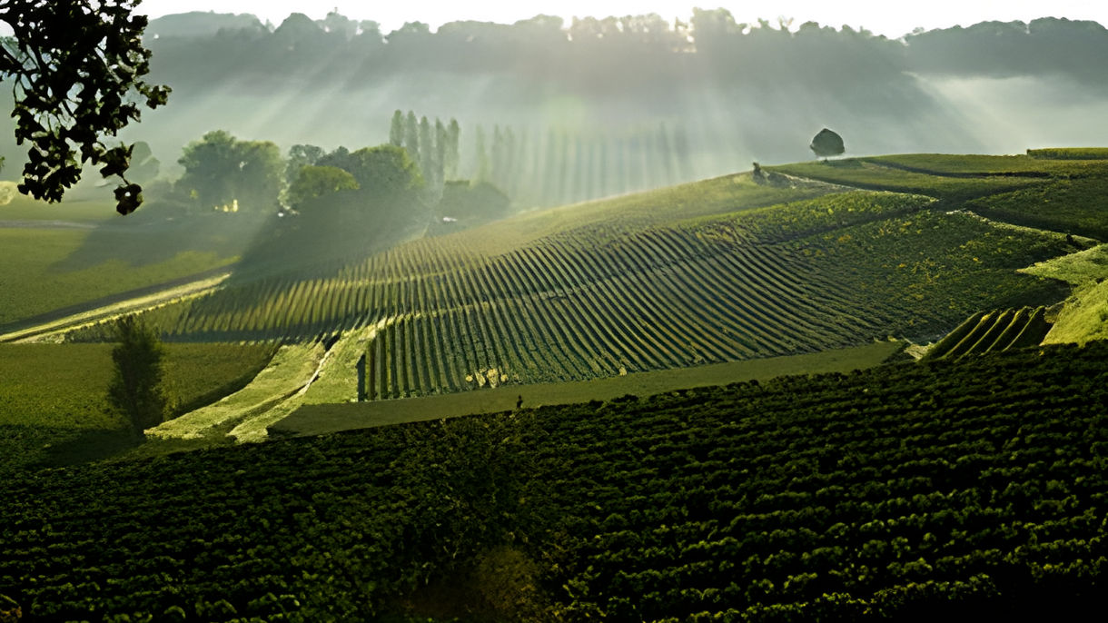 Medoc Château & Wine Tasting
