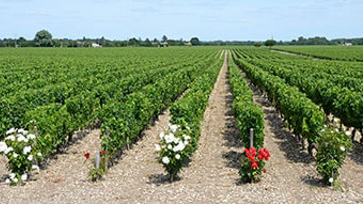 Château Rousseau de Sipian, Cellars & Wine Tasting