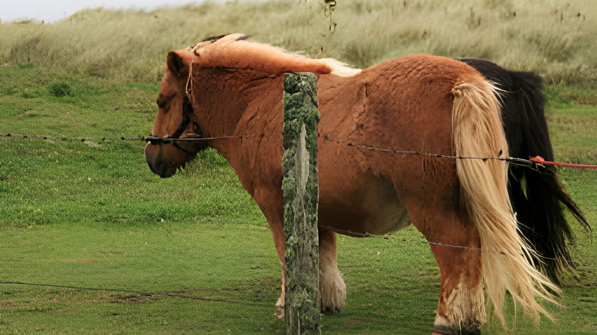 Scalloway & Shetland Ponies