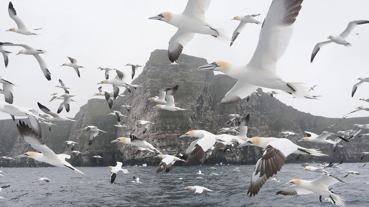 Noss Seabirds & Seals by Speedboat