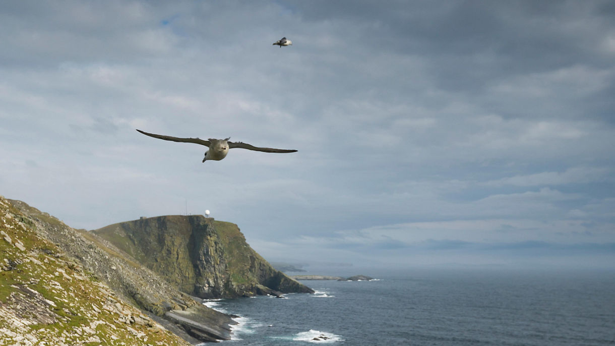 Noss Seabirds & Seals by Speedboat