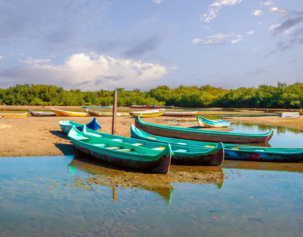 Colorful wooden fishing boats lined along the muddy shore with mangroves and blue sky in the background at La Boquilla.